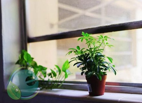 Cách chọn cây ngũ gia bì Cách chọn cây ngũ gia bì